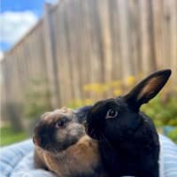 Photo of Topaz & Midnight 