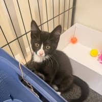 Photo of Gummy Meet Me@Petstock Mornington Store