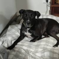 Photo of Fern *$150 Adoption Fee*