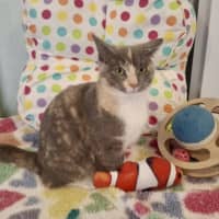 Photo of Pepper