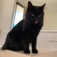 Photo of Midnight