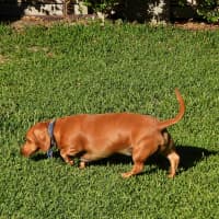 Photo of Rusty (Was Dusty)