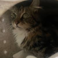 Photo of Zara