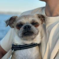 Photo of Otis   7 Year Old Brussels Griffon