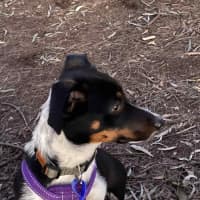 Photo of Ginny   6 Month Old Dachshund X Border Collie