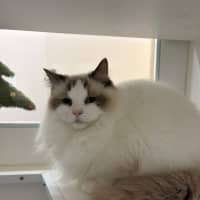 Photo of Bramble