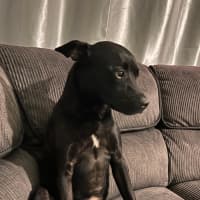 Photo of Remy   2 Year Old Staffy X (On Trial)