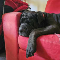 Photo of Skye