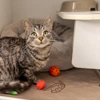 Photo of Bunny Rabbitt