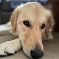 Photo of Indiana   15 Month Old Golden Retriever 