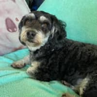 Photo of Coco And Cherry 