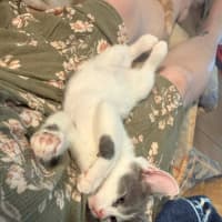Photo of Misty