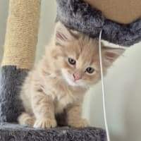 Photo of Gingie Bread