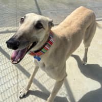 Photo of Luna The Greyhound