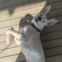 Photo of Ping Pong