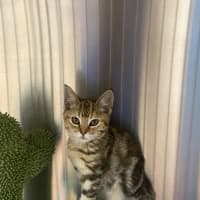 Photo of Savannah 