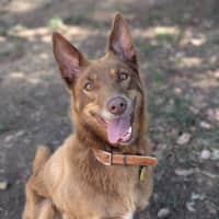 Photo of Fudge