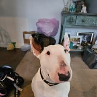 Photo of Dozer