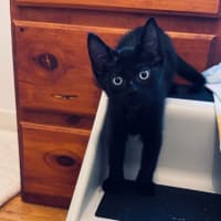 Photo of Meowser   7 Week Old Domestic Short Hair