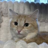 Photo of Kaiya *9 Lives Project Rescue*