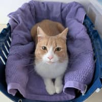 Photo of Mango   Located In Brunswick