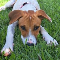 Photo of Stubby