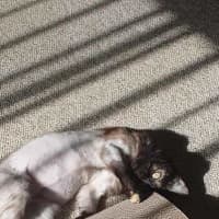 Photo of Nebula