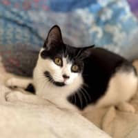 Photo of Sammy   Located In Eltham