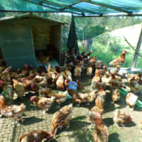 Photo of Chickens