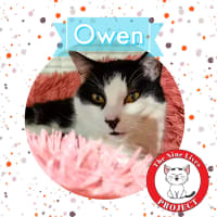 Photo of Owen *9 Lives Project Rescue*