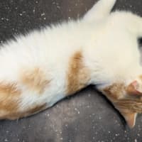 Photo of Manilla Mango