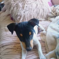 Photo of Hurkle Durkle