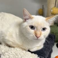 Photo of Toffee