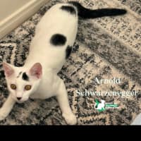 Photo of Arnold Schwarzenegger