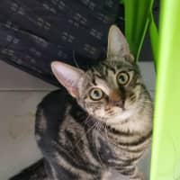 Photo of Gypsy