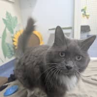 Photo of Lord Biscuit I I I