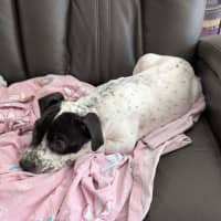 Photo of Patch