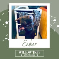 Photo of Ember