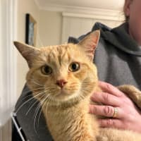 Photo of Sponge Cake