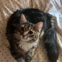 Photo of Lily
