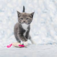 Photo of ** Vivienne West 2nd Chance Cat Rescue**