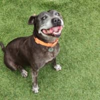 Photo of Buddy 