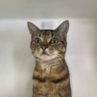 Photo of Sweety
