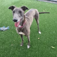 Photo of Kiwi Imp 2682