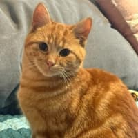 Photo of Joey
