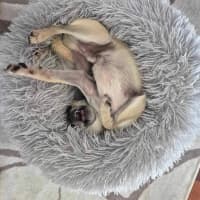 Photo of Bailey