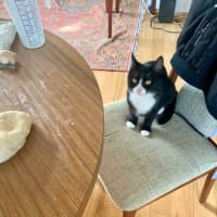 Photo of Oreo And Panda 