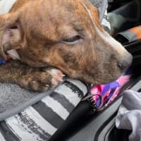 Photo of Cookie   6 Month Old Staffy X Ridgeback