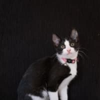 Photo of Raven