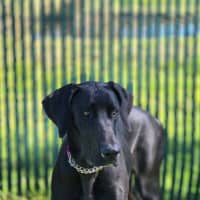 Photo of Daisy